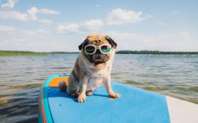 Cuidados com cachorro no verão: o que você deve saber
