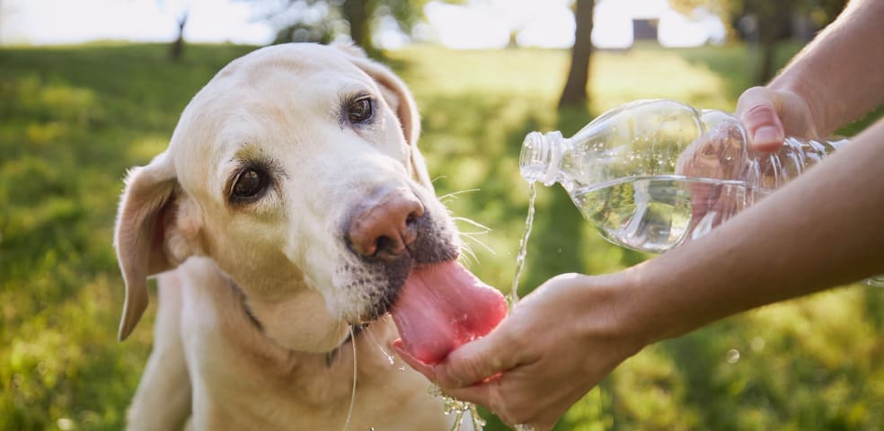 cachorro se hidratando no verão