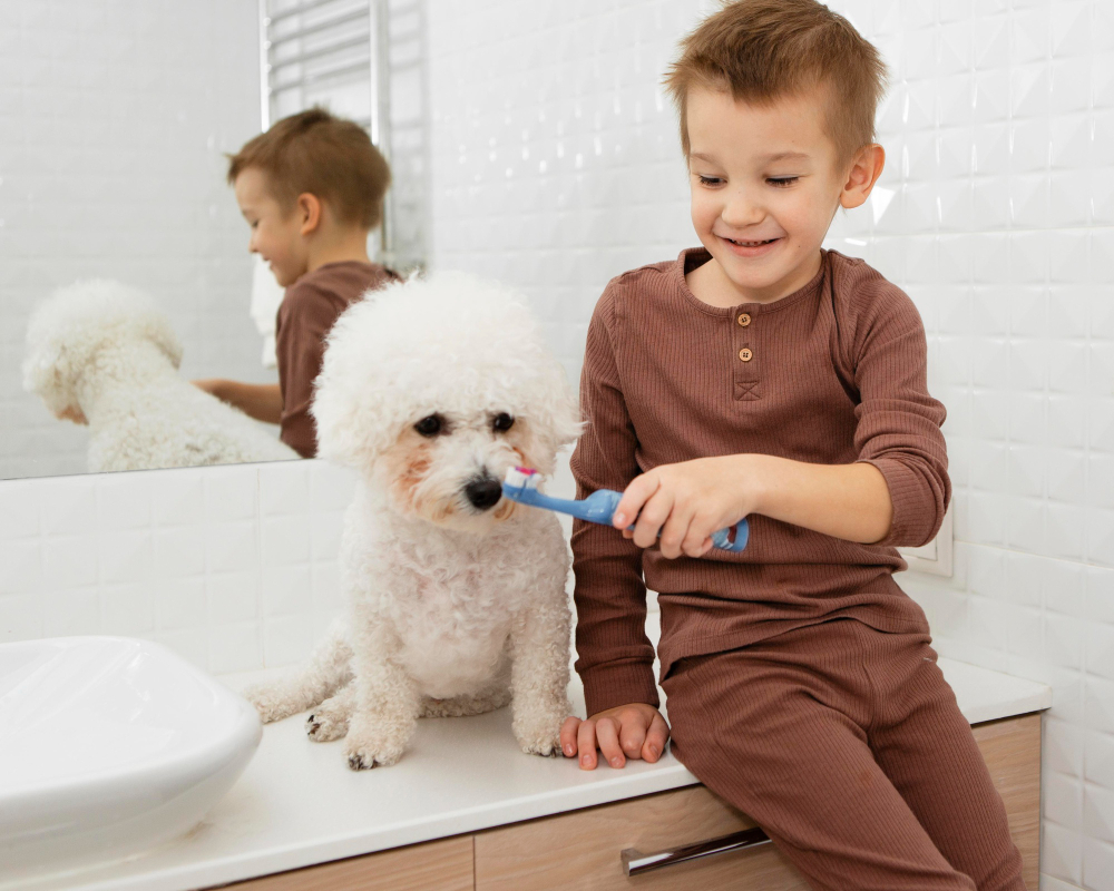 Cão Boy banho e tosa