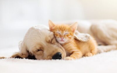 Cachorro e gato roncando: é normal