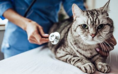 Doença renal em gatos: causas e diagnóstico