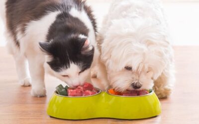 Alimentação natural para pets: sim ou não?
