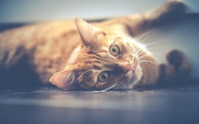 Doença Renal Em Gatos: Causas, Sinais e Tratamento