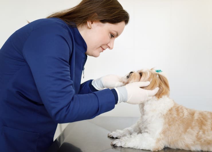 dentista para pet cuidando de cachorro