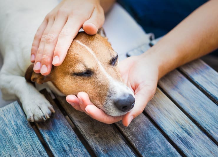 Glândula Adanal de cães está inflamada: saiba o que fazer