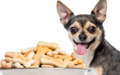Petiscos para cães: aliados ou vilões da saúde oral?