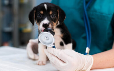 Prevenção: A Importância Do Check-Up Veterinário Para A Saúde Do Seu Animal De Estimação