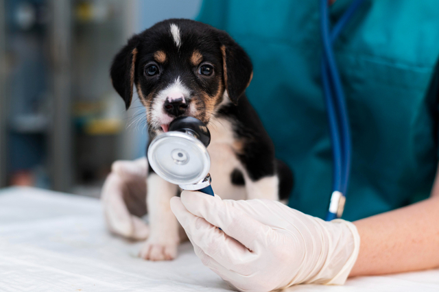 importância do check-up veterinário para a saúde animal