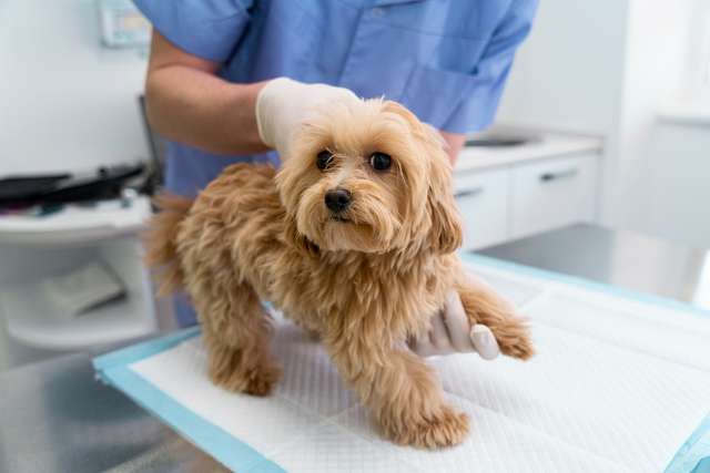 Cachorro aprendendo a fazer xixi no tapete higiênico