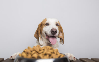 Alimentação Do Cachorro: Conheça 5 Doenças Causadas Pela Má Alimentação