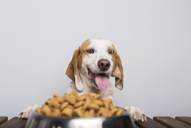 Alimentação Do Cachorro: Conheça 5 Doenças Causadas Pela Má Alimentação
