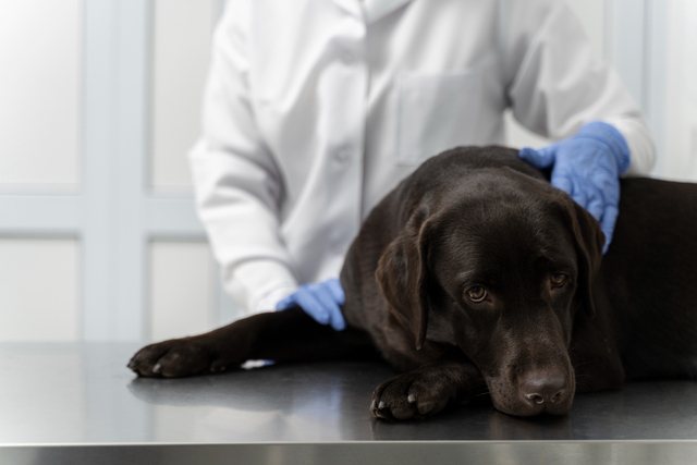 Anestesia Geral Para Cachorro e Gato É Perigoso?