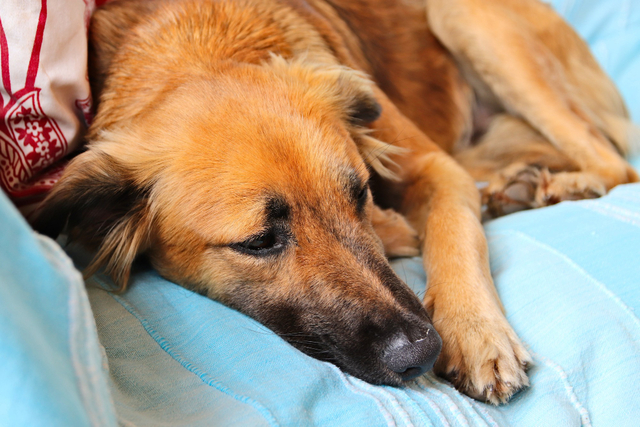 Doença Do Carrapato Em Cães: Sintomas, Tratamento E Prevenção No Inverno
