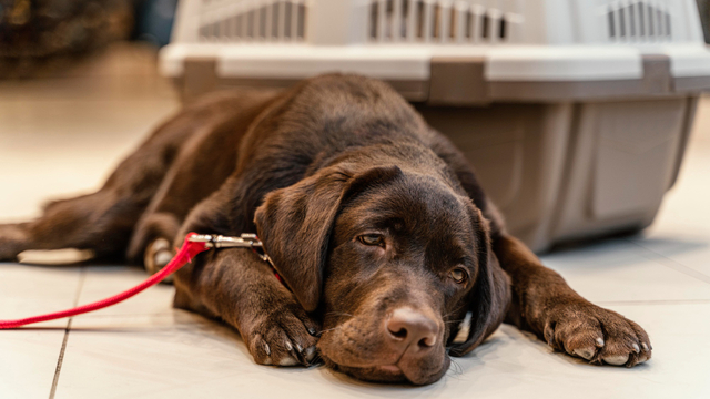 Cinomose Canina: O Que É, Sintomas E Tratamento