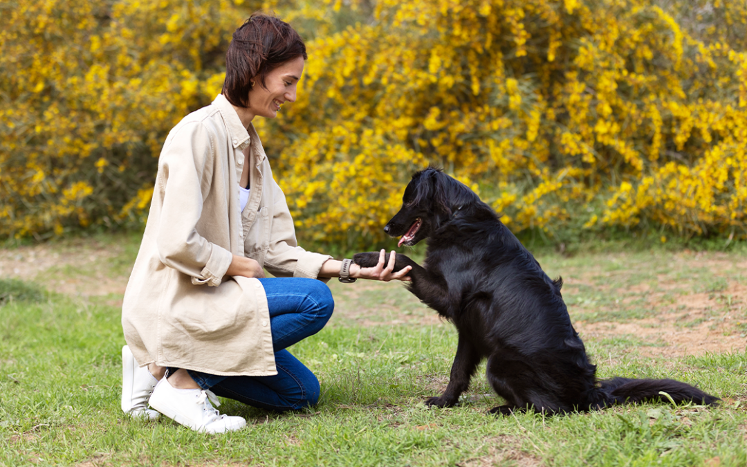 Adestramento De Cães: Tudo O Que Você Precisa Saber