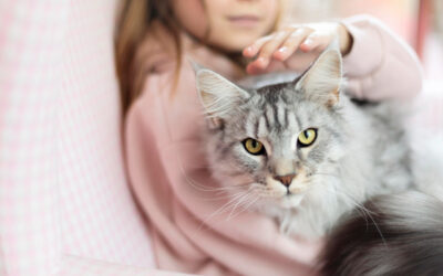 Outubro Rosa: Mitos E Verdades Sobre O Câncer De Mama em Cachorros E Gatos