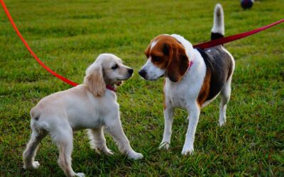 Passeios com Cachorros No Parque: Doenças Que Eles Podem Pegar