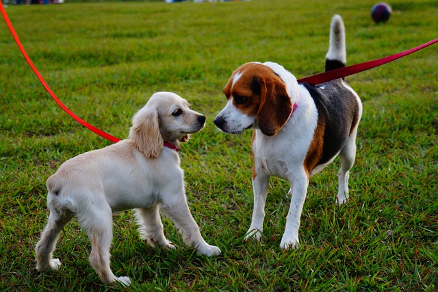 Cachorros No Parque: Doenças Que Eles Podem Pegar
