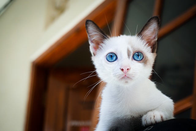 Cuidados Com o Gato Que Você Precisa Ter