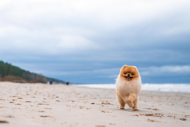 Verão: Dicas e Cuidados com o Cachorro na Praia