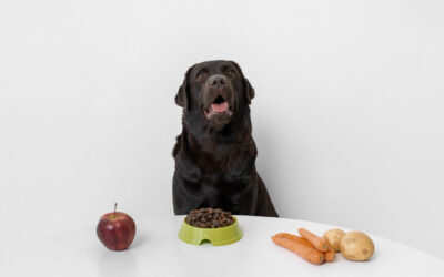 O Que Cachorro Pode Comer?