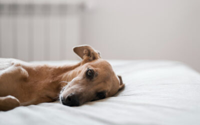 Alzheimer Canino: A Síndrome Da Disfunção Cognitiva Senil Nos Cachorros