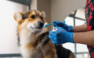 Passo a passo da escovação: aprenda a escovar os dentes do seu pet em 5 passos