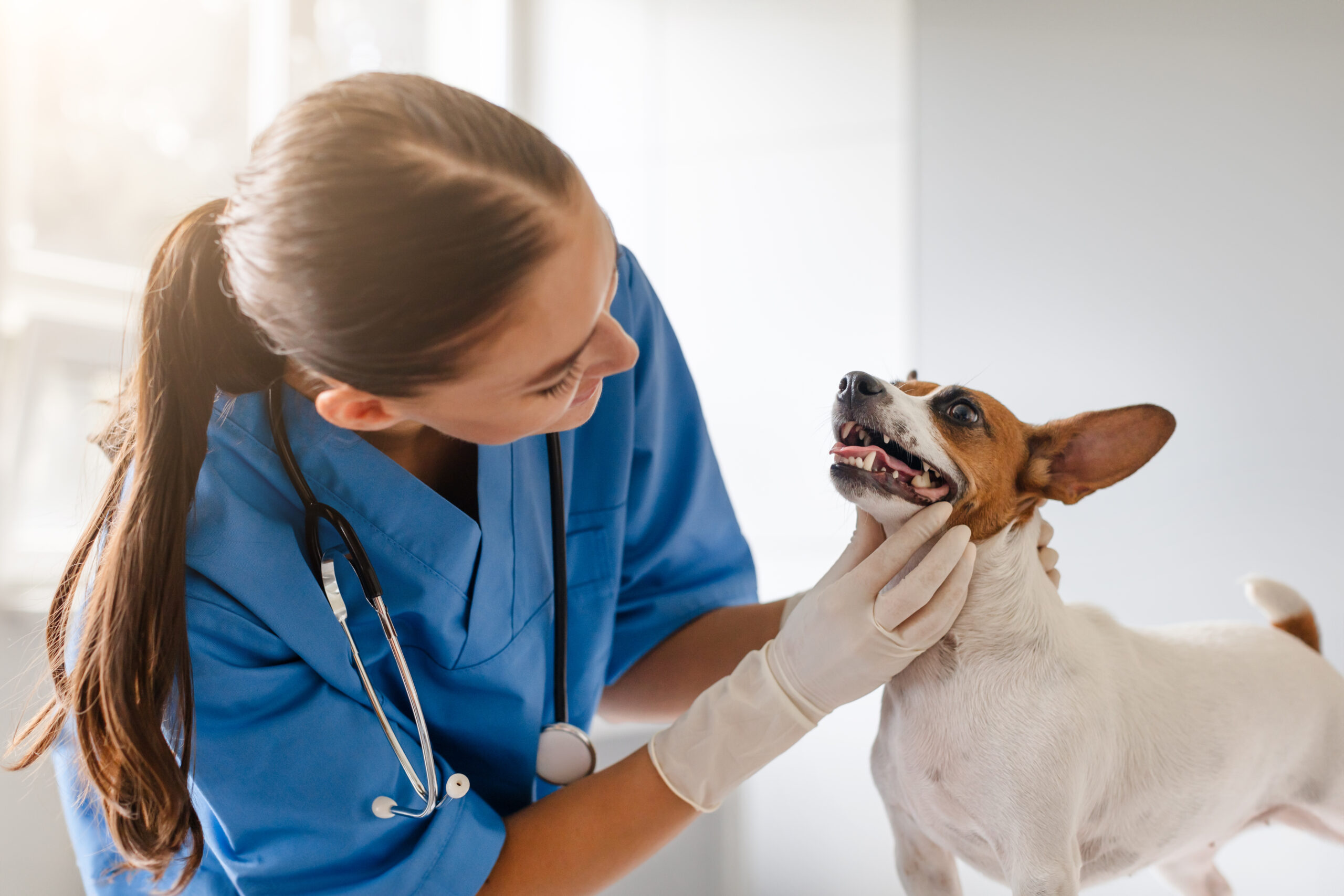 Como funciona uma avaliação periodontal? Descubra como fazemos no Pet Care!