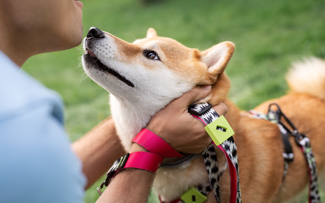 Castração de cachorro macho: benefícios, procedimentos e dúvidas comuns