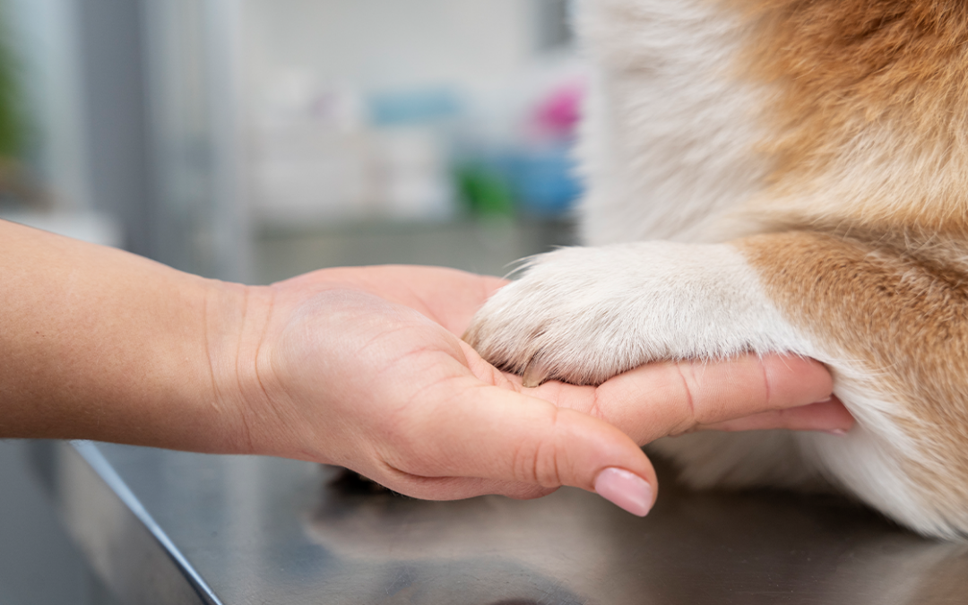 Doação de sangue pet: como doadores do Hemovet salvam vidas