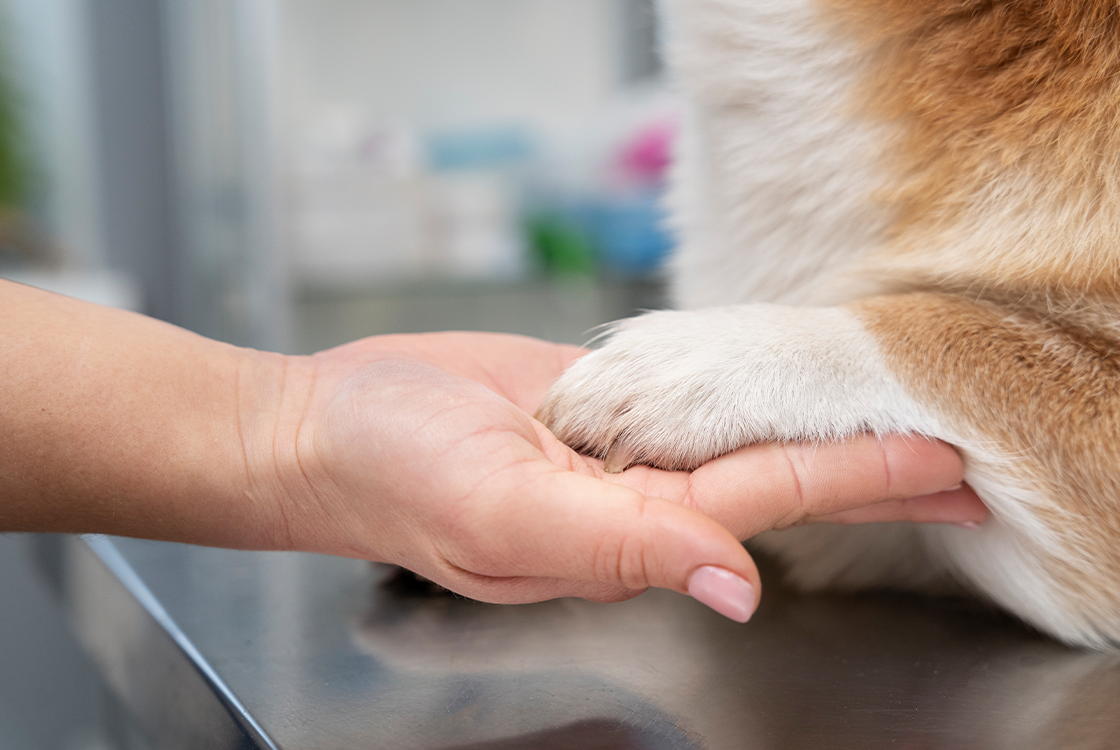 Mão humana aberta, com a palma para cima, sustentando delicadamente a pata de um cachorro, em um gesto de apoio e confiança.