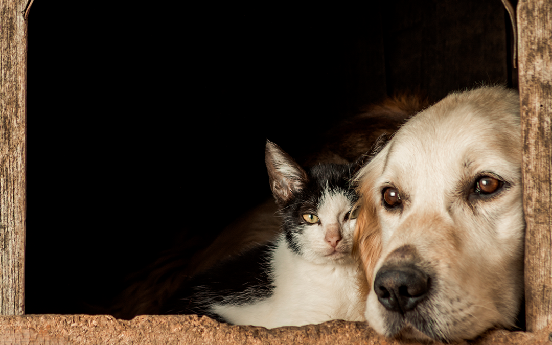 Novembro azul pet: tudo sobre o câncer de próstata em cães e gatos