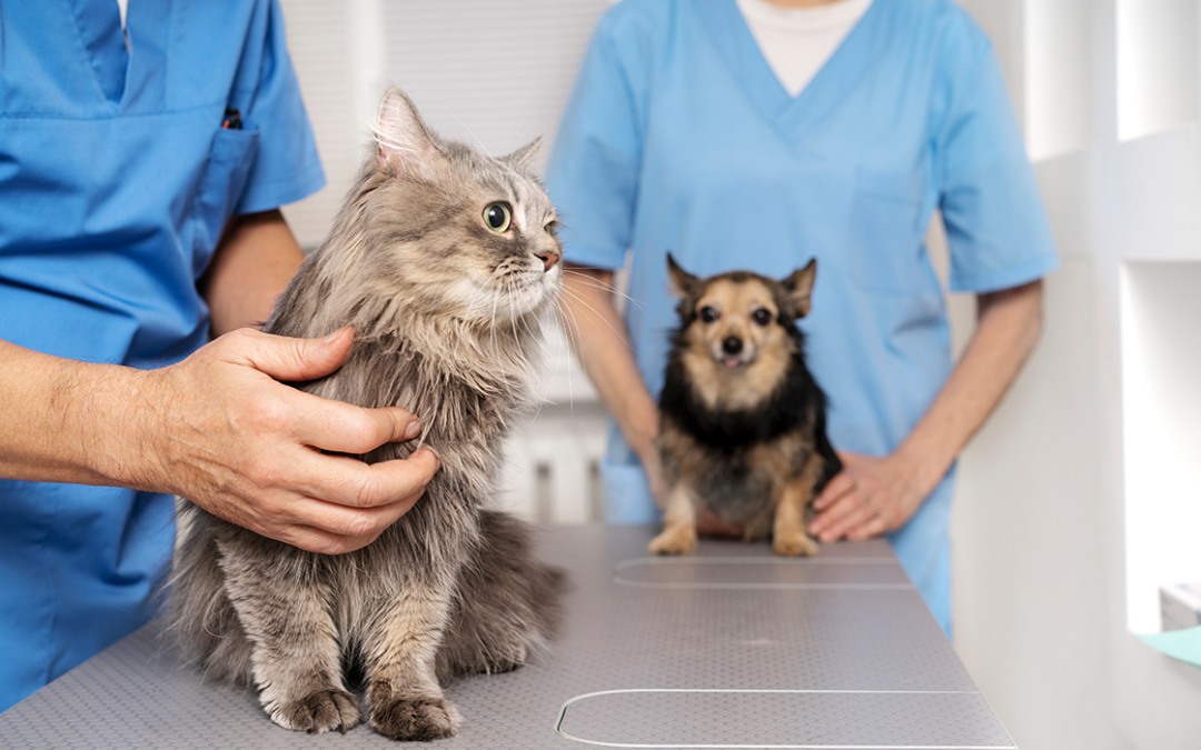 Cuidado veterinário oncológico: prevenção e tratamento de câncer em pets