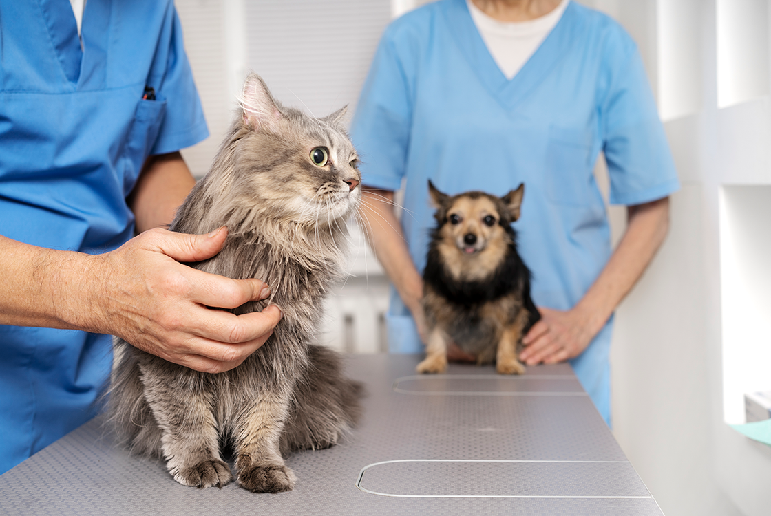 Gato de pelagem longa cinza sendo examinado por veterinário em uma mesa de consulta, com um cachorro de pequeno porte ao fundo, ambos em um ambiente clínico com profissionais usando uniformes azuis.