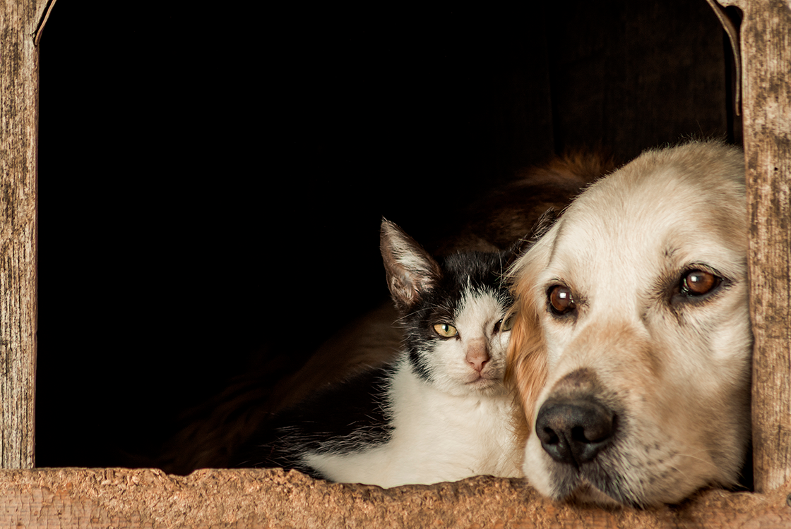 Gato preto e branco e cachorro de pelagem dourada deitados lado a lado, olhando para frente, em uma casinha de madeira com fundo escuro.