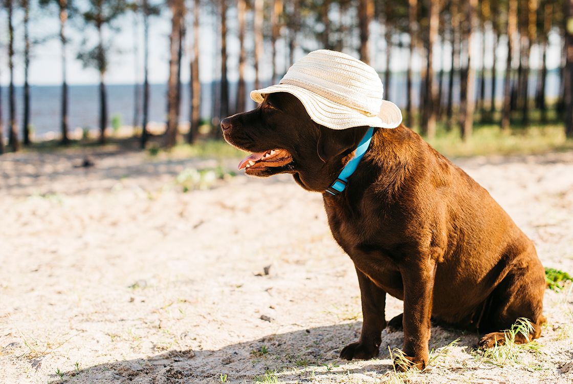 Cachorro de pelagem marrom sentado na areia, usando um chapéu de palha, em um cenário de praia ensolarado com árvores ao fundo.