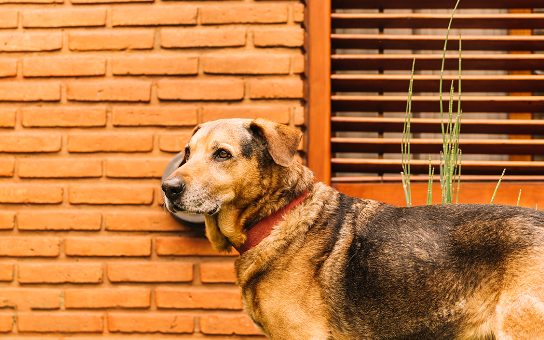 Dermatite atópica em cães: como identificar, tratar e prevenir?