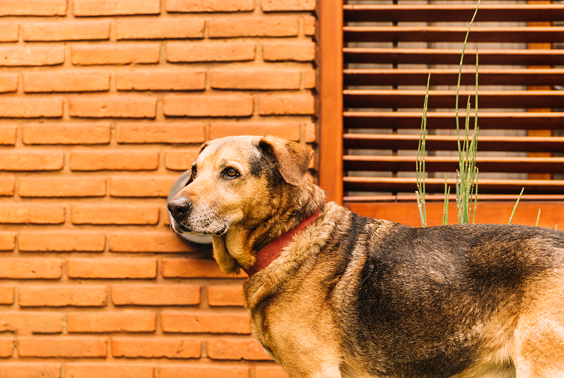 Cachorro de porte médio, com pelagem curta marrom e preta, usando uma coleira vermelha, parado em frente a uma parede de tijolos com uma janela de madeira ao fundo.