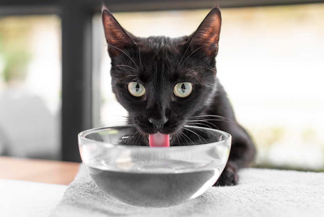 Gato preto bebendo água em um pote de vidro transparente, com a língua estendida tocando a superfície da água. O fundo está desfocado, sugerindo um ambiente interno iluminado.