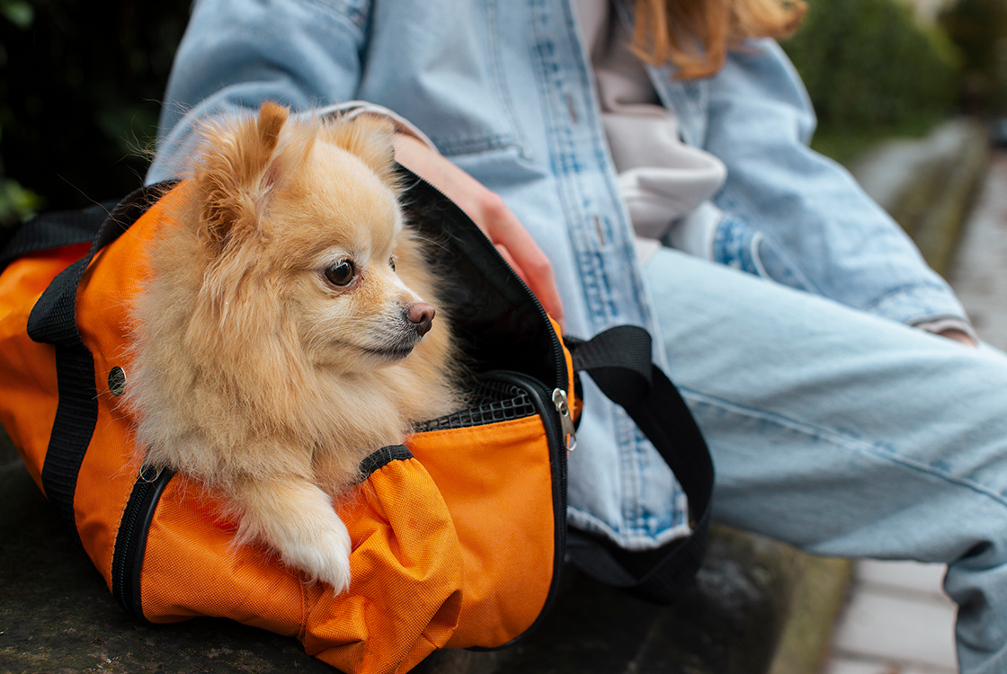 Cachorro de pequeno porte dentro de uma bolsa de transporte laranja, ao lado de uma pessoa usando jeans, sentado em uma superfície ao ar livre.