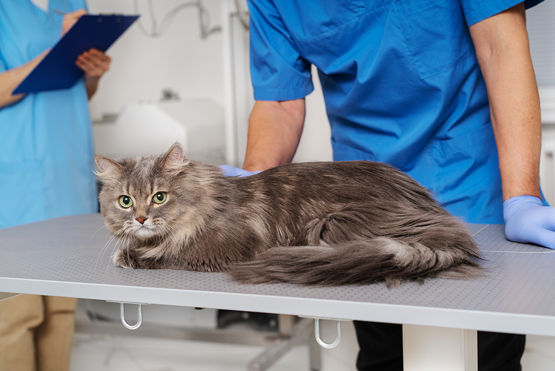 Gato de pelo longo deitado em uma mesa de atendimento veterinário, com dois profissionais de jaleco azul ao fundo