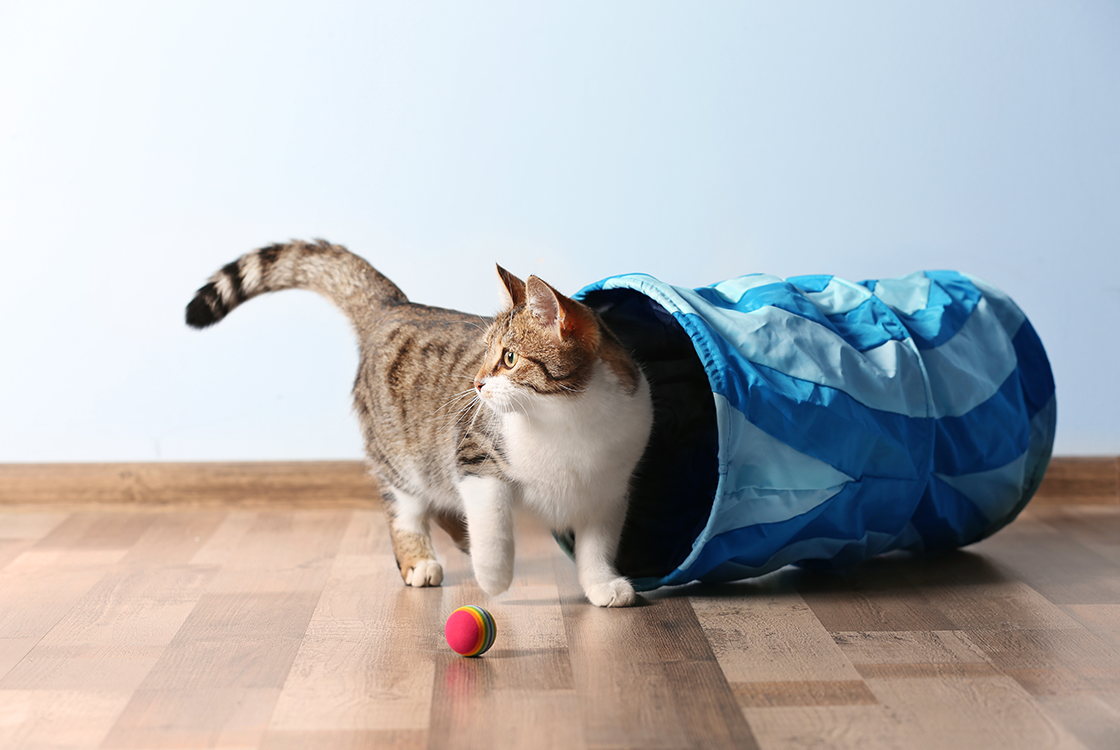 Gato de pelagem branca e rajada de marrom saindo de um túnel de brinquedo azul, com uma bolinha colorida no chão à sua frente. O ambiente tem piso de madeira e uma parede azul ao fundo.