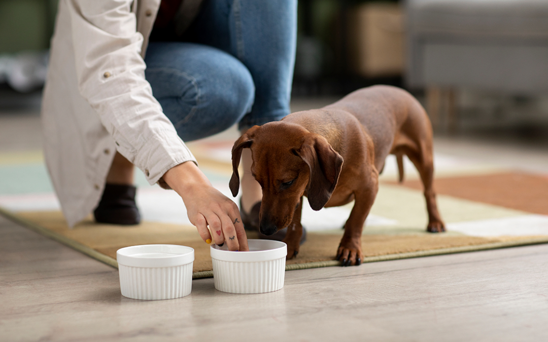 Crescendo saudável: como alimentar meu pet em cada fase da vida