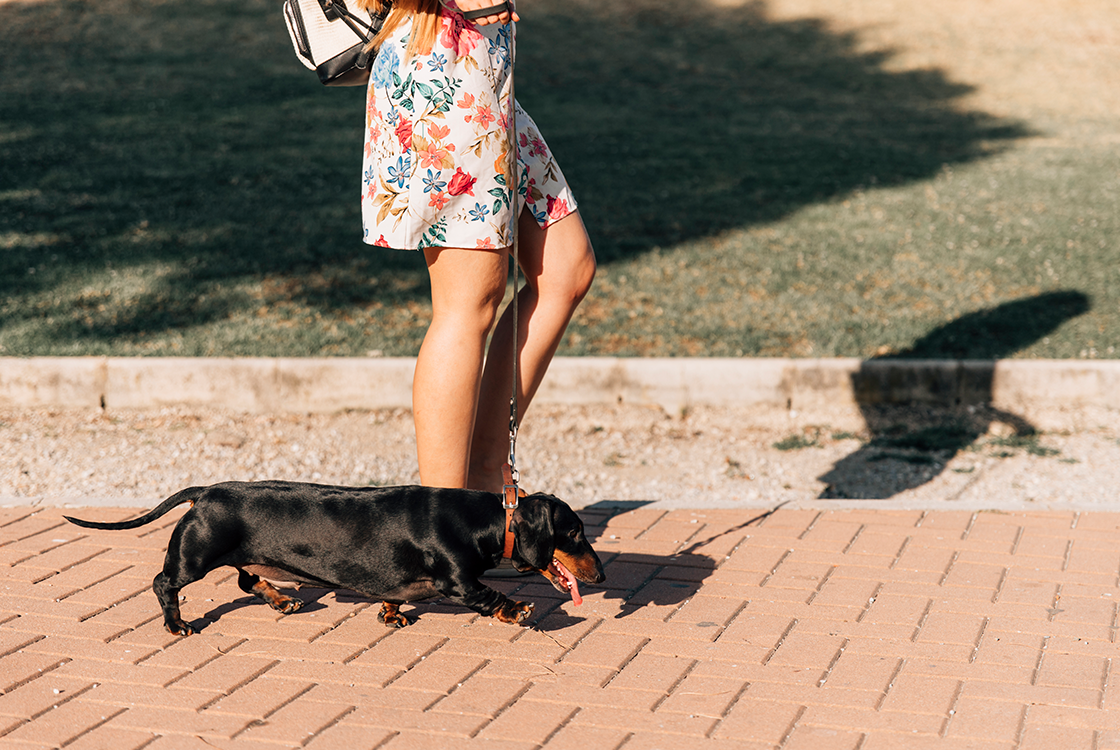 Mulher caminha ao ar livre em um dia ensolarado, segurando a guia de um cachorro da raça Dachshund preto e marrom, que caminha com a língua para fora ao seu lado sobre um piso de tijolos.