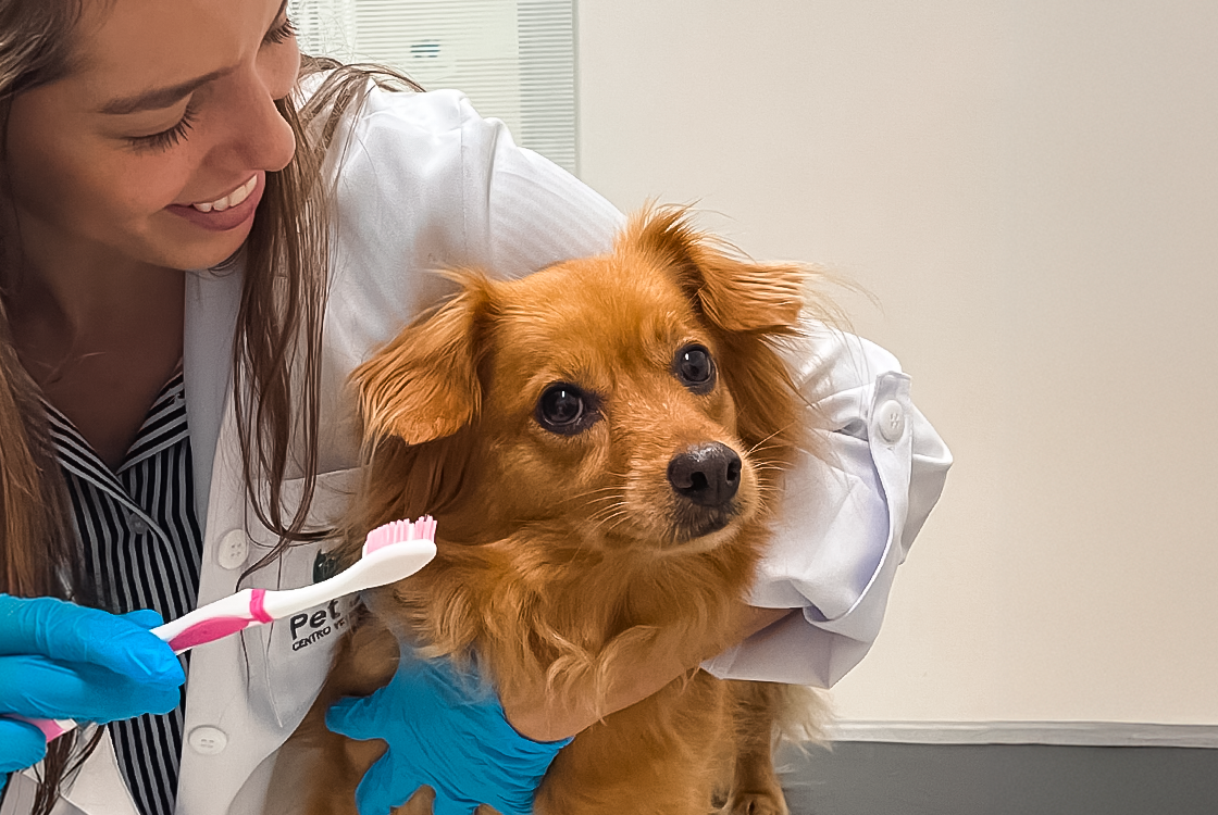 Médica veterinária sorridente, vestindo jaleco branco e luvas azuis, segura um cachorro de pequeno porte com pelagem marrom, enquanto apresenta uma escova de dentes rosa próxima à boca do pet.