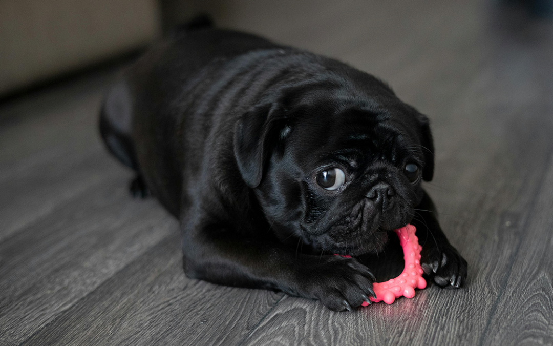 Que tipo de brinquedo é saudável para o meu pet?