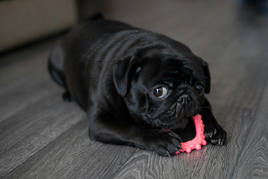 Cachorro da raça pug, de pelagem preta, deitado em um chão de madeira enquanto morde um brinquedo de borracha rosa. O olhar do pet está voltado para a câmera.