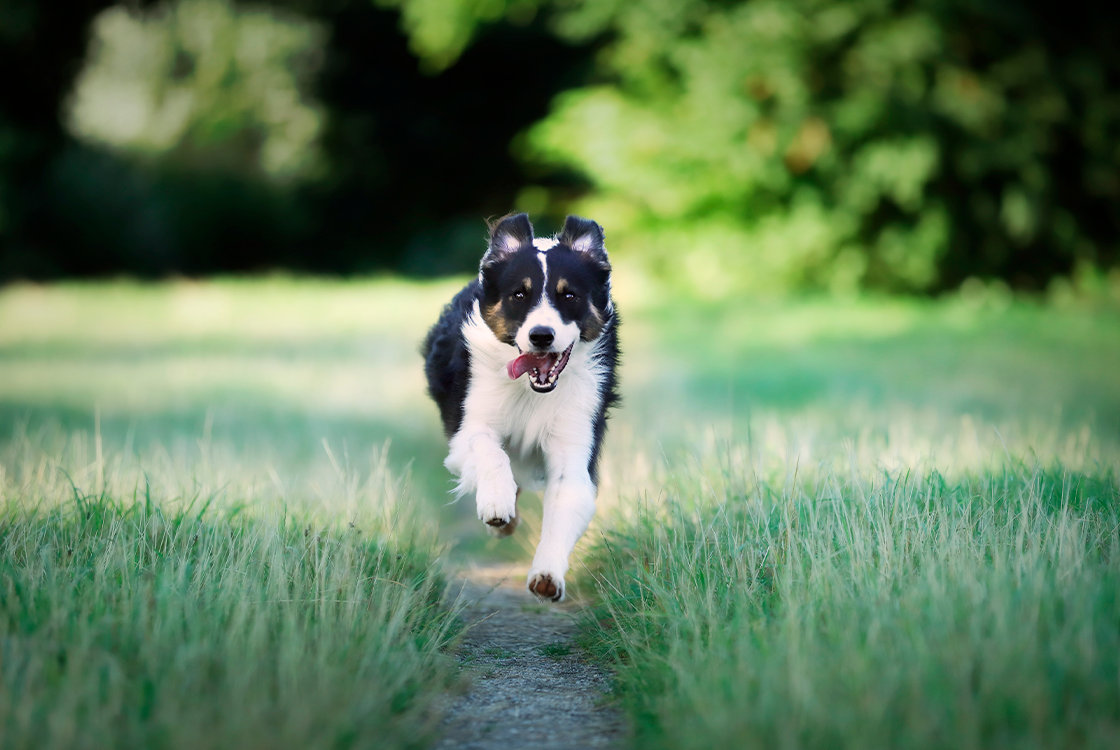 Cachorro da raça Border Collie correndo em direção à câmera por uma trilha cercada de grama alta, com expressão alegre e a língua para fora.