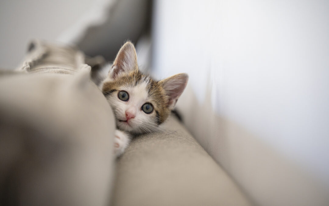 Raças de gatos: descubra qual combina com você