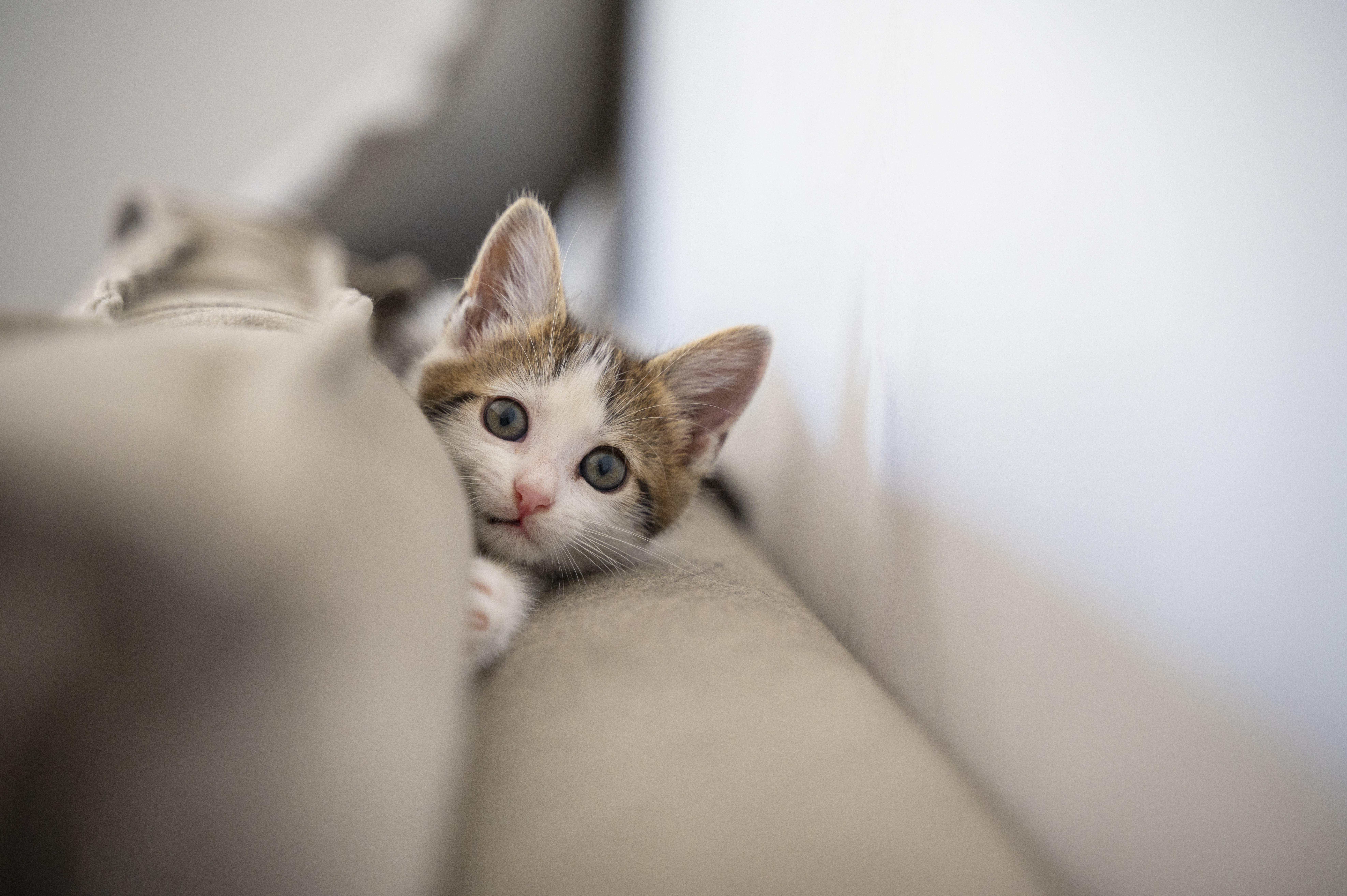 Filhote de gato com pelos brancos e manchas marrons e pretas espiando curioso entre as almofadas de um sofá bege, com expressão atenta e fofa.